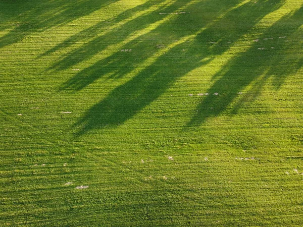 Aerial. Green grass texture background. Top view from drone. — Stock Photo, Image