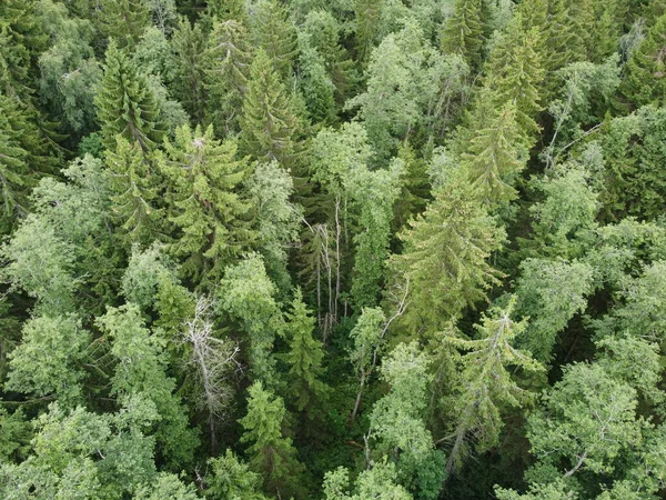 Vy över den gröna skogen uppifrån, flygfoto — Stockfoto