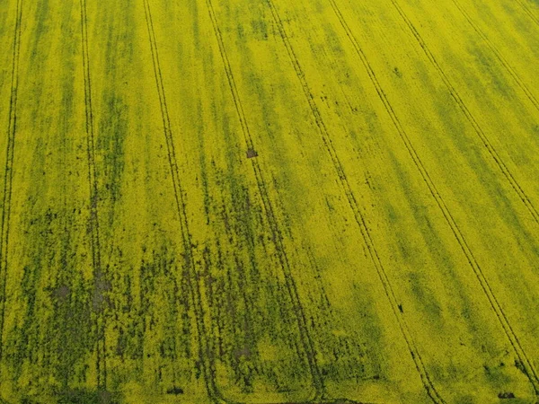 Letecký pohled na rozkvétající řepku. Žlutá pole shora. — Stock fotografie
