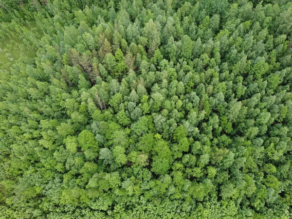 Vy över den gröna skogen uppifrån, flygfoto — Stockfoto