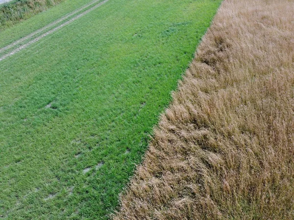 Vista aérea do campo de trigo com textura vegetal — Fotografia de Stock