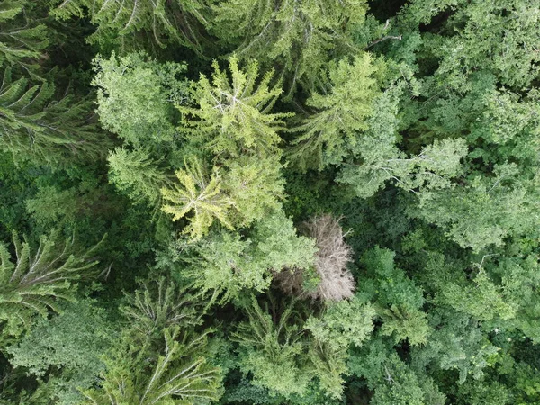 Vy över den gröna skogen uppifrån, flygfoto — Stockfoto