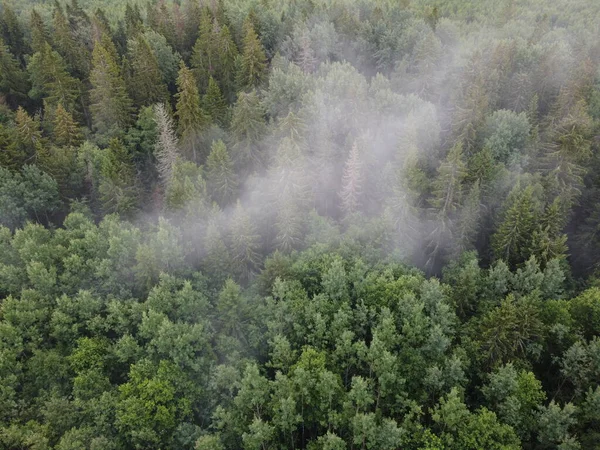 Ovanifrån av en brinnande grön skog, flygfoto — Stockfoto