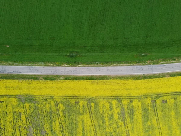 Vue aérienne floraison de colza. Champs jaunes d'en haut. — Photo