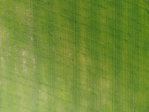 Letecký. Zelená tráva textury pozadí. Pohled shora z dronu. — Stock fotografie