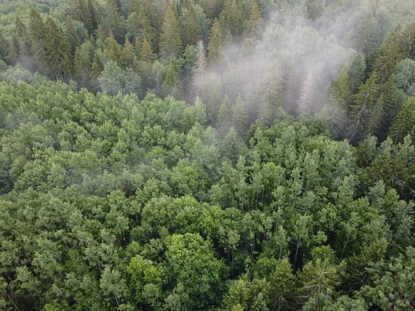 Ovanifrån av en brinnande grön skog, flygfoto — Stockfoto