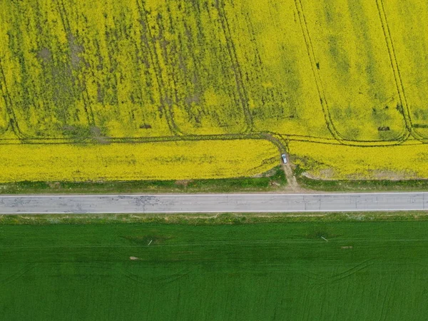 Vue aérienne floraison de colza. Champs jaunes d'en haut. — Photo