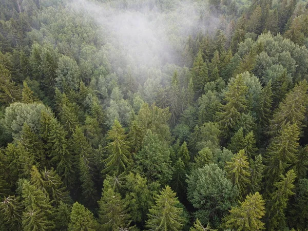 Вид сверху на пылающий зеленый лес, фото с воздуха — стоковое фото