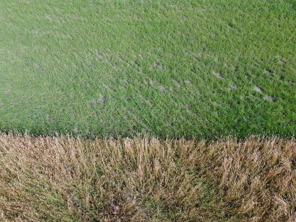 Aerial view of wheat field with plant texture — Stock Photo, Image