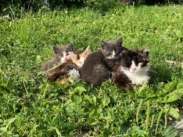 Kočičí rodina ležící v trávě — Stock fotografie