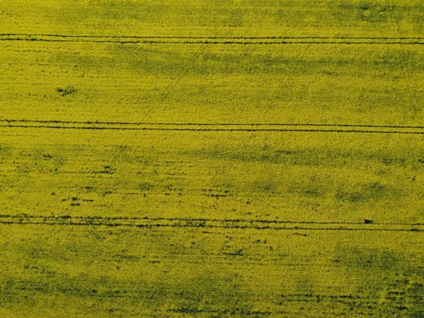 Rapsblüte aus der Luft. Gelbe Felder von oben. — Stockfoto