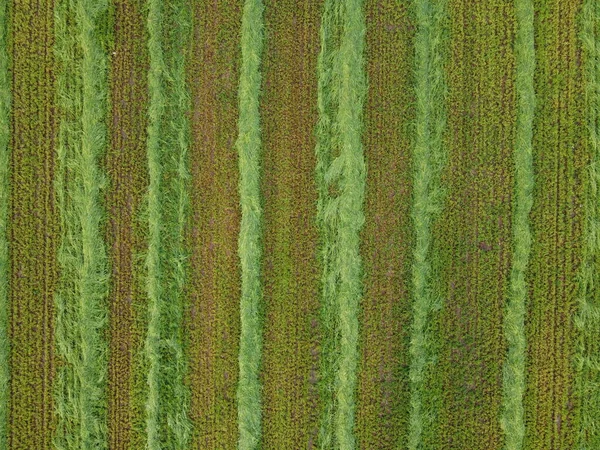 Aéreo. Fundo de textura grama verde. Vista superior do drone . — Fotografia de Stock