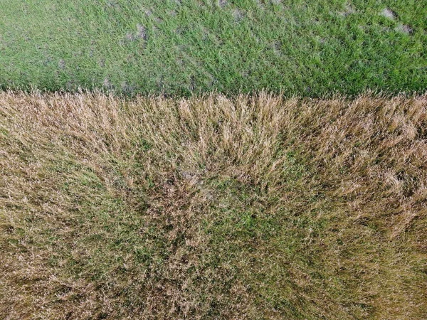 Vue aérienne du champ de blé avec texture végétale — Photo