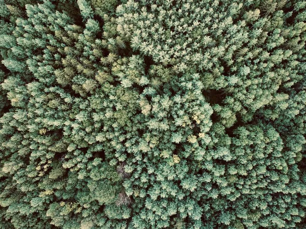 上からの森林景観の空中トップビュー、松の木の自然背景 — ストック写真