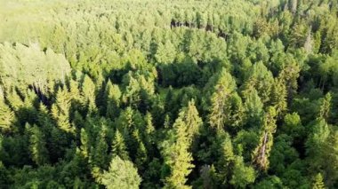 Yukarıdan yeşil ormanın görüntüsü, havadan görüntü 4 'ten video' ya