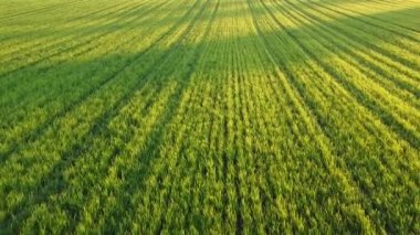 Yeşil alanın görüntüsü, havadan 4K video