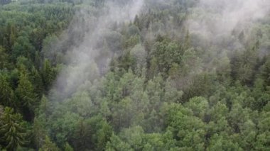 Yanan yeşil bir ormanın üst görüntüsü, havadan çekilmiş bir video.