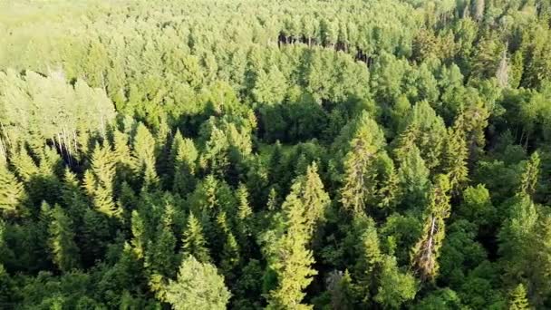 Vista del bosque verde desde arriba, fotografía aérea 4 a video — Vídeo de stock