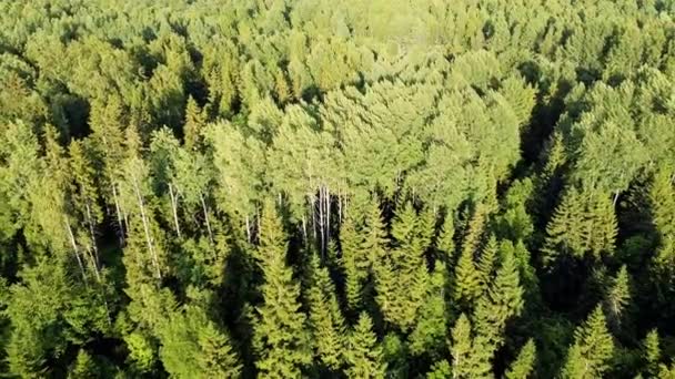 Pohled na zelený les shora, letecká fotografie 4 na video — Stock video