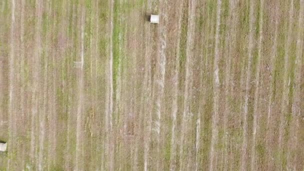 Luchtfoto van vierkante hooibalen in het veld na de oogst — Stockvideo