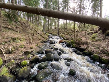 Küçük resimli orman nehri günü çekimi