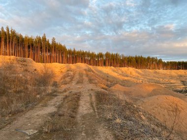 Çam ormanı gün batımında, yaz akşamı