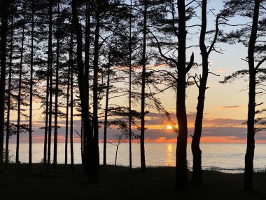 Günbatımında Finlandiya Körfezi kıyısında çam ormanı