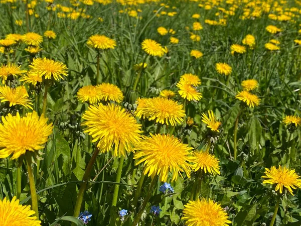Field of yellow dandelions on a sunny summer day — Stock Photo, Image