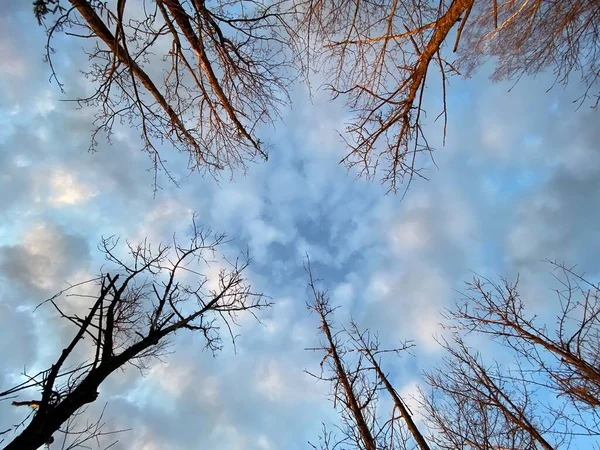 Secar árboles viejos sin hojas contra un cielo hermoso — Foto de Stock