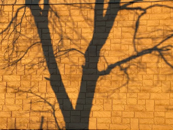 Sombra de un árbol en la fachada de la casa —  Fotos de Stock
