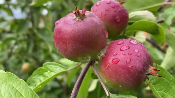雨后的水滴落在苹果树的果实上，4K视频特写 — 图库视频影像