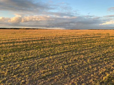 Bahar tarlaları gün batımında