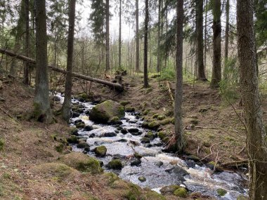 Küçük resimli orman nehri günü çekimi