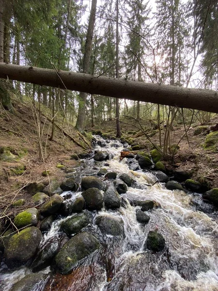 Piccolo pittoresco fiume foresta giorno girato — Foto Stock