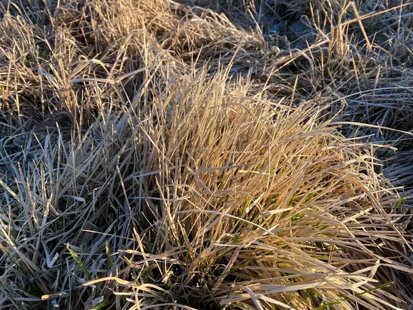 Erba secca gialla in hoarfrost al mattino presto — Foto Stock