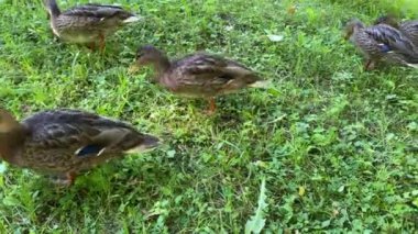 Yaz parkında gölün kenarındaki ördekler