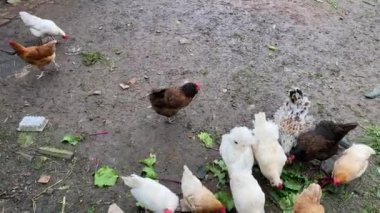 Bir çiftlikteki bir kümesteki tavuklar yaz günü taze üstleri gagalarlar.