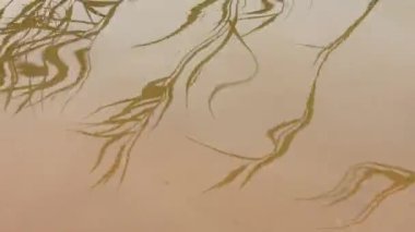 Deniz yatağının görüntüsü, video 4k