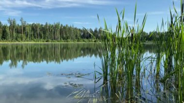 Göl kıyısı alglerle çevrili. Rüzgardan hareket ediyor, video 4k.