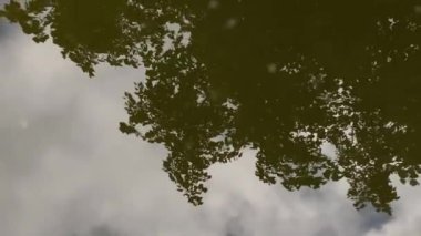 Suyun yüzeyindeki ağaçların yansıması, 4K video yakın çekim