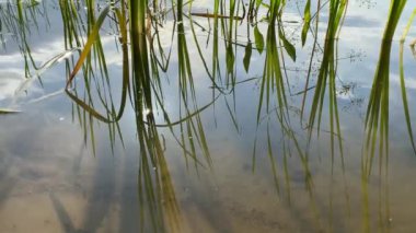 Göl kıyısı alglerle çevrili. Rüzgardan hareket ediyor, video 4k.