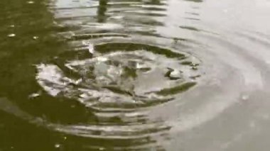 Su birikintisine düşen su damlalarının yakın plan görüntüsü, video 4k