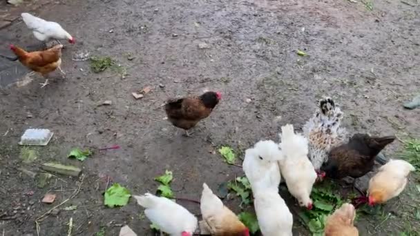 닭들이 어느 시골 집에서 여름날 신선 한 것을 쪼고 있는 모습 — 비디오