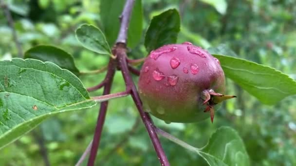 Druppels water na regen op de vruchten van de appelboom, 4K video close-up — Stockvideo