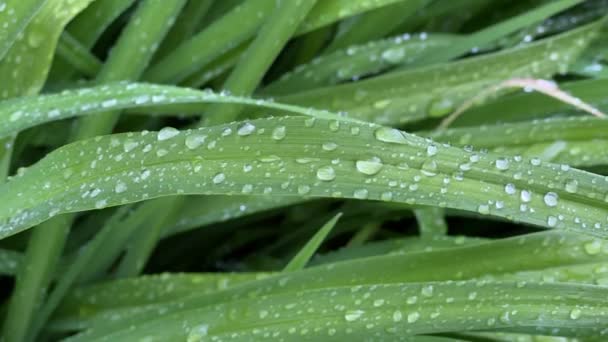雨后叶上的水滴，4K视频特写 — 图库视频影像