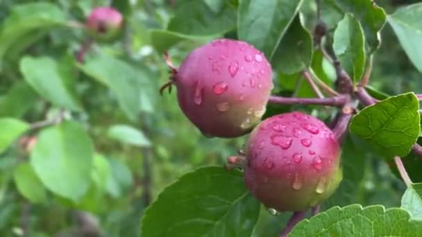 Gotas de agua después de la lluvia sobre los frutos del manzano, 4K video de cerca — Vídeos de Stock