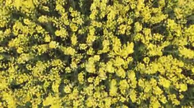 Hava manzaralı kolza tohumu filizleniyor. Yukarıdan sarı alanlar.