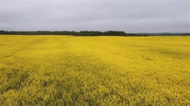 Hava manzaralı kolza tohumu filizleniyor. Yukarıdan sarı alanlar.