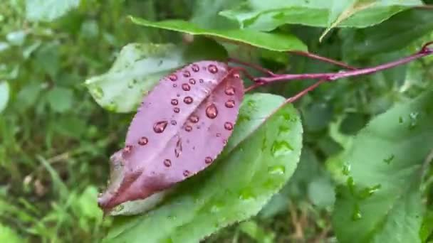 Капли воды после дождя на листья, 4K видео крупным планом — стоковое видео