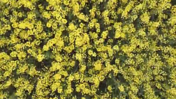 Aerial view rapeseed blooming. Yellow fields from above. — Stock Video